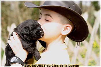 bouvier des flandres photo chiot - Elevage Clos Luette -  COPYRIGHT DEPOSE